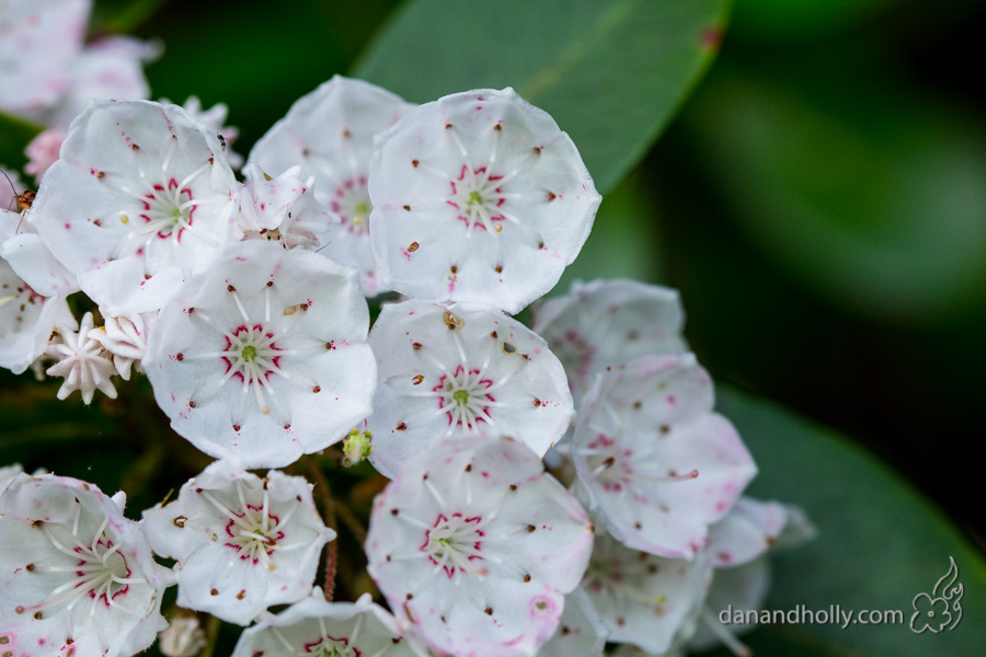 Mountain Laurel